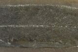 Fossil Fern (Macroneuropteris) - Illinois #114130-1